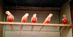 Splendid  bourke en turquoisine  te koop aangeboden., Dieren en Toebehoren, Vogels | Parkieten en Papegaaien, Vrouwelijk, Parkiet