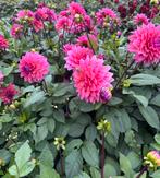 Dahlia knollen, Ophalen, Overige soorten, Volle zon