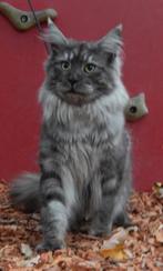 Kampioen maine coon dekkater met stamboom volledig getest, Dieren en Toebehoren, Katten en Kittens | Dekkaters, 0 tot 2 jaar