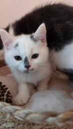 Lieve half persische kittens, Dieren en Toebehoren, Meerdere dieren, Ontwormd, 0 tot 2 jaar