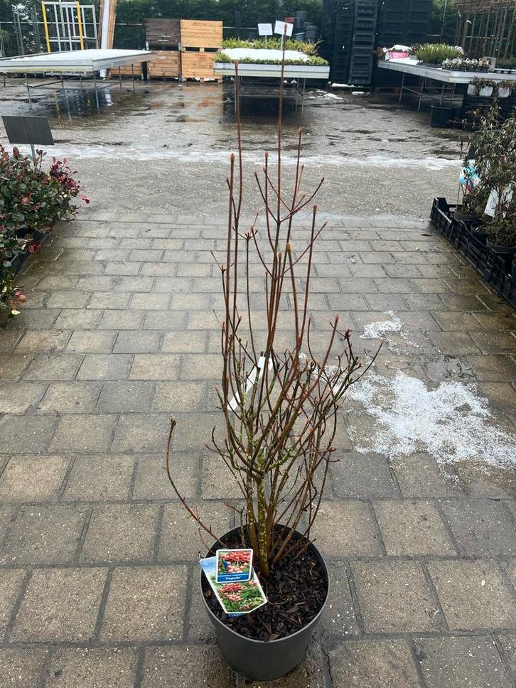 Pronkklokje (Enkianthus campanulatus), Tuin en Terras, Planten | Tuinplanten, Vaste plant, Overige soorten, Halfschaduw, Lente