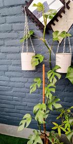 Monstera Minima, Huis en Inrichting, Kamerplanten, Ophalen of Verzenden, Halfschaduw, Minder dan 100 cm