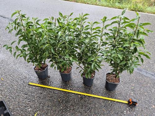 Portugese laurier potgekweekte haagplanten ca. 60 cm, Tuin en Terras, Planten | Struiken en Hagen, Haag, Laurier, Minder dan 100 cm