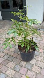 Pioenroos (rose), Tuin en Terras, Planten | Tuinplanten, Vaste plant, Halfschaduw, Lente, Ophalen