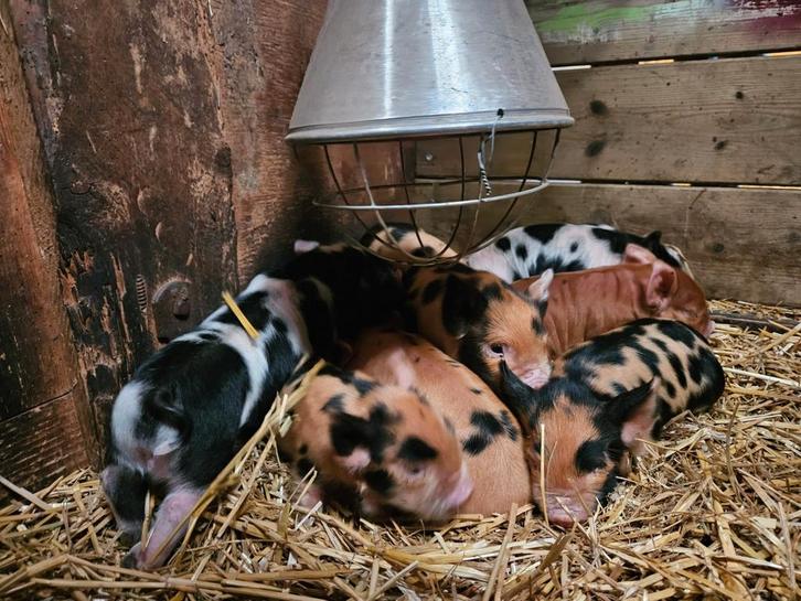 Kune Kune biggen stamboom, Dieren en Toebehoren, Schapen, Geiten en Varkens, Varken, Meerdere dieren, 0 tot 2 jaar