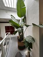 Mega Strelitzia Nicolai +- 3,5 meter, Ophalen, 200 cm of meer, Halfschaduw, In pot