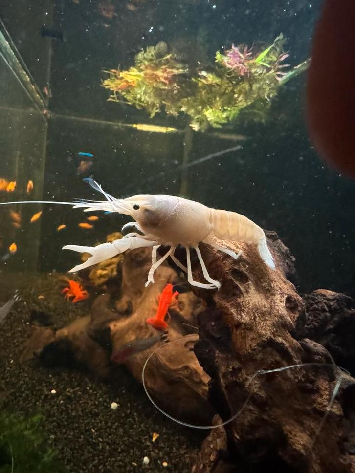 Mooie kreeften, 3 rode en 2 witte, Dieren en Toebehoren, Vissen | Aquariumvissen