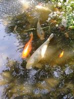 KOIKARPERS TE KOOP, Dieren en Toebehoren, Vissen | Vijvervissen, Karper of Koi