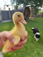 Jonge Indische loopeend kuikens – wit –, Dieren en Toebehoren, Pluimvee, Meerdere dieren, Kip
