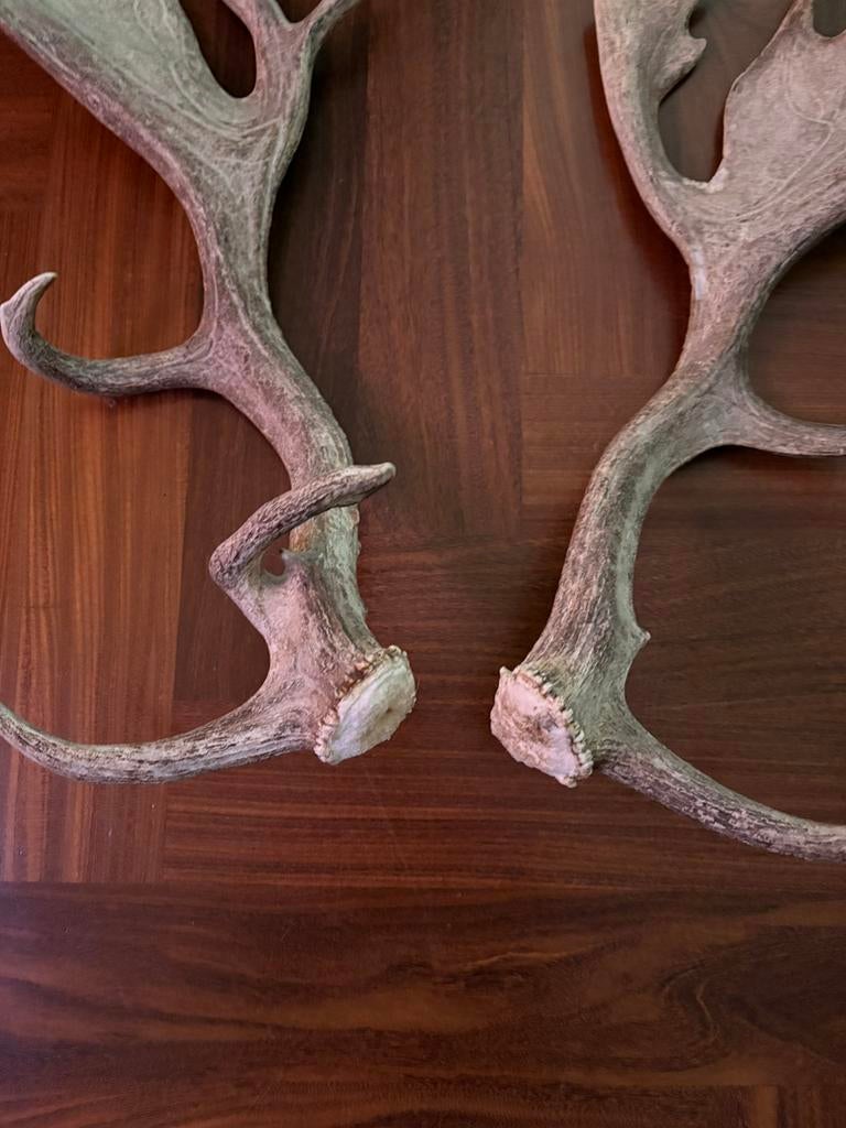 Gewei, Verzamelen, Dierenverzamelingen, Ophalen of Verzenden, Hert, Gewei of Kop