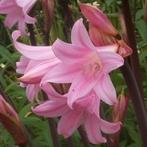 Amaryllis belladonna gezocht, Tuin en Terras, Bloembollen en Zaden, Ophalen of Verzenden, Volle zon