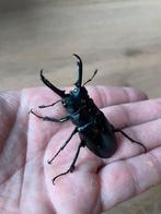 Prosopocoilus giraffa keisukei Kever paartje, Dieren en Toebehoren, Insecten en Spinnen, Overige soorten
