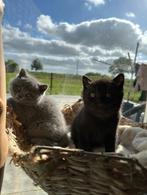 2 Mooie Britse korthaar kittens uit kampioenslijnen, Kater, Gechipt, 0 tot 2 jaar