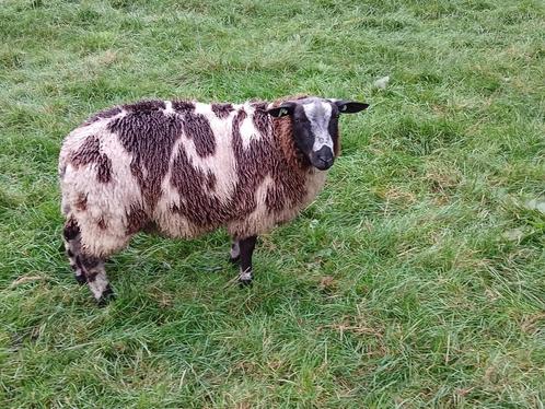 Mooie Bonte Dekram, Dieren en Toebehoren, Schapen, Geiten en Varkens, Schaap, Mannelijk, 0 tot 2 jaar