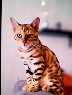 Mooi kitten, Dieren en Toebehoren, Katten en Kittens | Raskatten | Korthaar, Kater, 0 tot 2 jaar