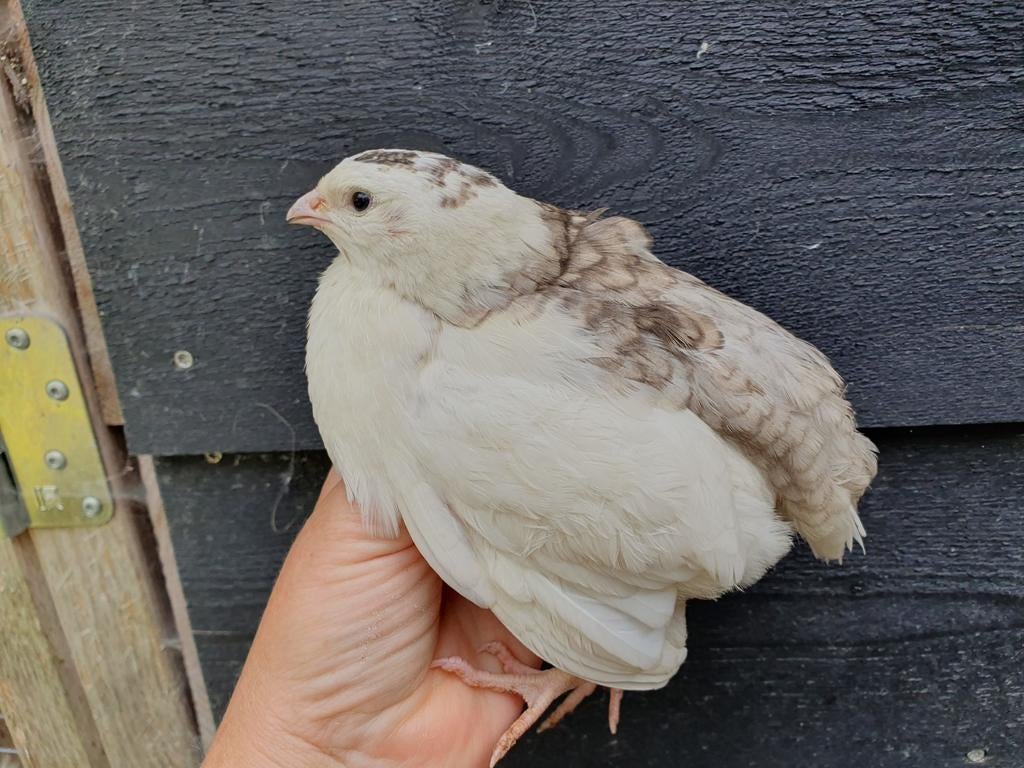 2 celadon kwartel hennen, Dieren en Toebehoren, Vrouwelijk, Parkiet