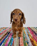 Leuke teckel kruising pups, Dieren en Toebehoren, Honden | Teckels en Dashonden, Parvo, Nederland, 8 tot 15 weken, Dwerg