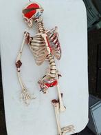 Anatomisch skelet model met genummerde delen, Ophalen of Verzenden