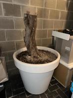 Olijfboom in grote witte pot, Tuin en Terras, Kunststof, 40 cm of meer, Tuin, Rond