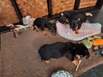 Jack Russell pups Black and Tan puppys, Dieren en Toebehoren, Honden | Niet-rashonden, 8 tot 15 weken, CDV (hondenziekte), Meerdere