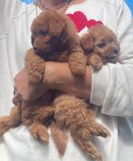 Pomapoo pups poedel kruising, Overige rassen, CDV (hondenziekte), 8 tot 15 weken, Meerdere