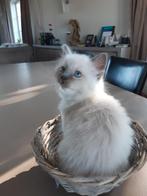 Super lieve heilige birmaan kitten, Dieren en Toebehoren, Katten en Kittens | Raskatten | Langhaar, Kater, Ontwormd, 0 tot 2 jaar