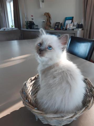 Super lieve heilige birmaan kitten  beschikbaar voor biedingen