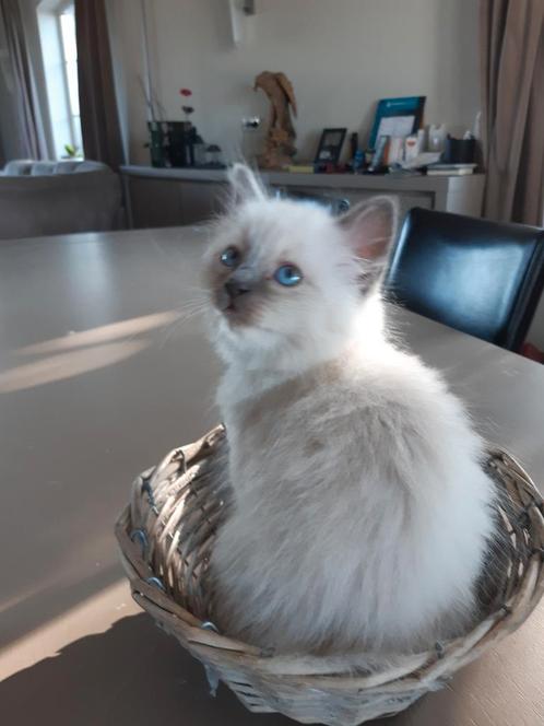 Super lieve heilige birmaan kitten, Dieren en Toebehoren, Katten en Kittens | Raskatten | Langhaar, Kater, 0 tot 2 jaar, Ontwormd