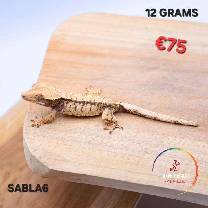 Wimpergekko Correlophus ciliatus JOKERGECKOS