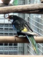Koppel rosella's 25, Meerdere dieren, Parkiet, Geringd
