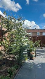 Eucalyptus, Ophalen of Verzenden, Bloeit niet, Overige soorten