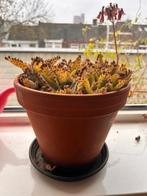 Mother of thousands, Huis en Inrichting, Kamerplanten, Ophalen, Overige soorten, Halfschaduw, In pot