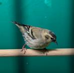 europese sijs man 2025, Dieren en Toebehoren, Vogels | Overige Vogels, Mannelijk, Wildzangvogel