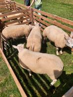 Te Koop zwoegervrij Dek ramlammeren, Dieren en Toebehoren, Schapen, Geiten en Varkens, Meerdere dieren, Schaap