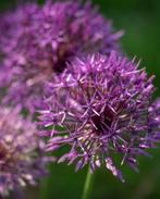 Allium purple Rain bollen  €0,30 pst, Ophalen of Verzenden, Volle zon