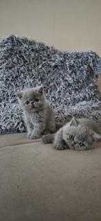 Blue Exotic korthaar kittens (3/4 beschikbaar), Dieren en Toebehoren, Katten en Kittens | Raskatten | Korthaar, Meerdere dieren