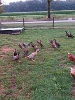 Loopeenden mannetjes, Mannelijk, Eend