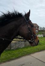 9jarige merrie 165m grappig en met een hart van goud, Dieren en Toebehoren, Paarden, Merrie, Gechipt, L, 7 tot 10 jaar