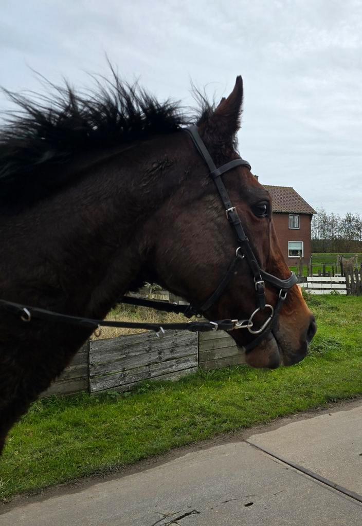 9jarige merrie 165m grappig en met een hart van goud, Dieren en Toebehoren, Paarden, Merrie, L, 160 tot 165 cm, 7 tot 10 jaar