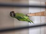Roseborstbaard parkiet man, Dieren en Toebehoren, Vogels | Parkieten en Papegaaien, Mannelijk, Parkiet