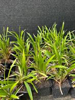 Stekjes leliegras ‘Liriope Muscari’ (Moneymaker), Tuin en Terras, Planten | Tuinplanten, Ophalen, Vaste plant, Siergrassen, Halfschaduw