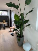 Mooie kamerplant, inclusief pot…. Moet weg ivm verhuizing, Huis en Inrichting, Kamerplanten, Ophalen, 200 cm of meer, Overige soorten
