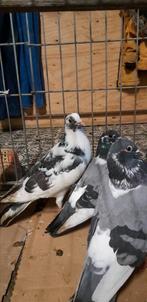 Postduif Duiven allerlei kleuren te koop, Dieren en Toebehoren, Vogels | Duiven, Meerdere dieren, Postduif