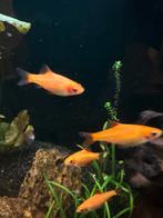 Te koop goudbardeeltjes, Dieren en Toebehoren, Vis