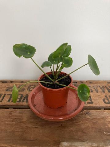 Pannenkoekplant Pilea Peperomioides Kamerplant Plant beschikbaar voor biedingen