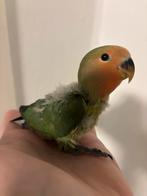 Jonge Agepornis, Dieren en Toebehoren, Vogels | Parkieten en Papegaaien, Geslacht onbekend, Dwergpapegaai of Agapornis, Geringd
