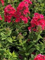 Phlox paniculata 'Tequila sunrise' in p9, Volle zon, Vaste plant, Zomer, Ophalen