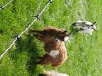 Landgeitlammeren, Dieren en Toebehoren, Schapen, Geiten en Varkens, Meerdere dieren, Geit, 0 tot 2 jaar