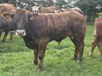 Diverse jonge stieren en main anjou dekstier te koop, Dieren en Toebehoren, Runderen, Meerdere dieren