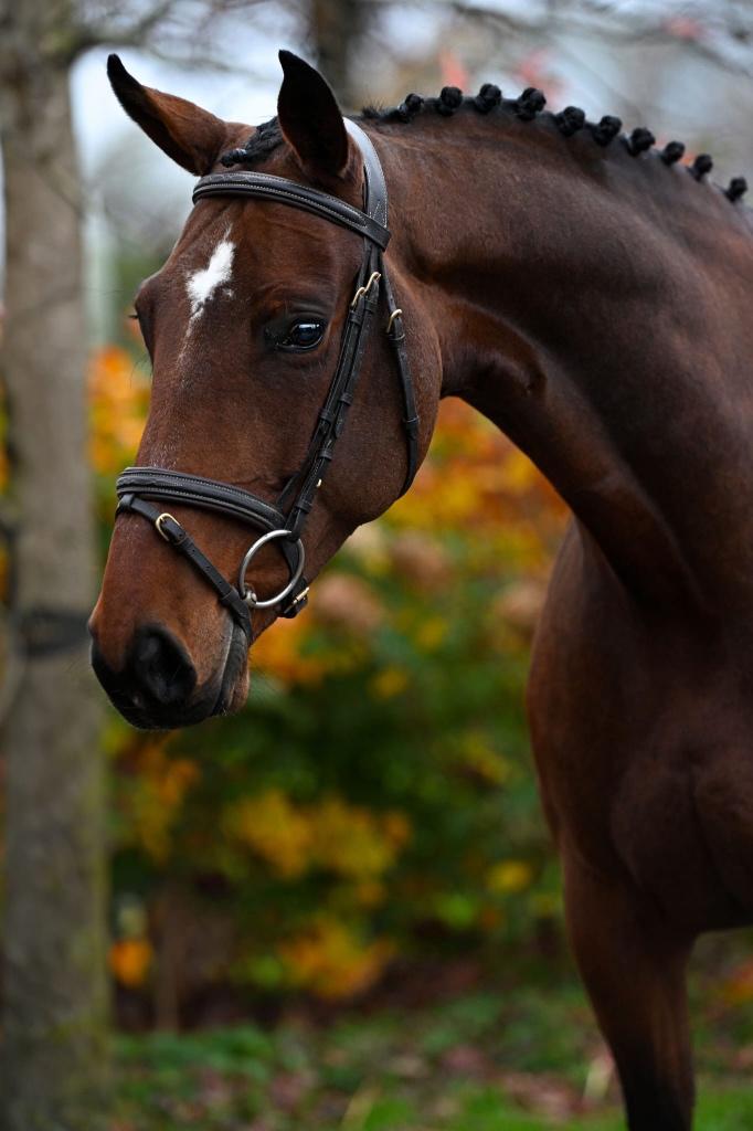 5 jarige merrie, Dieren en Toebehoren, Paarden, Merrie, M, 160 tot 165 cm, 3 tot 6 jaar, Springpaard, Met stamboom, Gechipt, Ontwormd